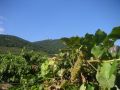 Tokaj 13.jpg